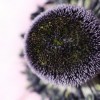 Anemone coronaria 'Mr.Fokker'  (Garden anemone 'Mr.Fokker' )