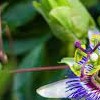 Passiflora edulis (Passion flower)