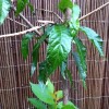 Prunus 'Kiku shidare-zakura' (Cheal's weeping cherry)