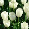 Tulipa 'White Dream' (Tulip 'White Dream')