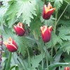 Tulipa 'Gavota' (Tulip 'Gavota')
