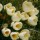 Crocus chrysanthus 'Cream Beauty'