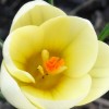 Crocus chrysanthus 'Cream Beauty' (Crocus 'Cream Beauty')
