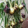 Allium cepa 'Red Baron' (Onion 'Red Baron')