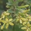 Ribes odoratum (Buffalo currant)