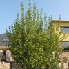 Ribes odoratum (Buffalo currant)