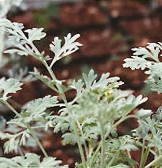 Artemisia absinthium 'Lambrook Mist'
