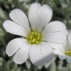Cerastium tomentosum (Snow-in-summer)