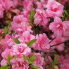 Rhododendron 'Rosebud' (Rhododendron 'Rosebud')
