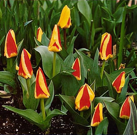 Tulipa 'Stresa' 