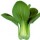 Brassica rapa (Chinensis Group) 'Gracious'