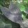 Colocasia esculenta 'Jet Black Wonder'