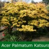 Acer palmatum 'Katsura' (Japanese maple 'Katsura')