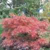 Acer palmatum 'Red Pygmy' (Japanese maple 'Red Pygmy')