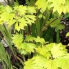 Acer shirasawanum 'Aureum' (Golden Shirasawa maple)