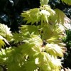 Acer shirasawanum 'Aureum' (Golden Shirasawa maple)