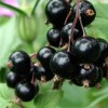 Ribes nigrum 'Ben Lomond' (Blackcurrant 'Ben Lomond')
