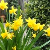Narcissus 'Tete-a-Tete' (Daffodil 'Tete-a-Tete')