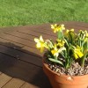 Narcissus 'Tete-a-Tete' (Daffodil 'Tete-a-Tete')