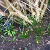 	        Narcissus 'Tete-a-Tete' (Daffodil 'Tete-a-Tete')	    