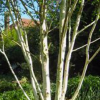 Betula utilis var. jacquemontii 'Doorenbos' (Himalayan birch 'Doorenbos')