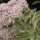 Hylotelephium erythrostictum 'Frosty Morn'