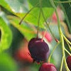 Amelanchier canadensis (Serviceberry)