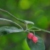 Amelanchier canadensis (June berry)