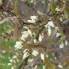 June berry (Amelanchier canadensis)