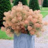 Cotinus coggygria 'Young Lady' (Smoke bush 'Young Lady')