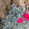             Dianthus 'Fusilier' (Alpine pink 'Fusilier')        