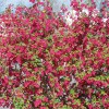 Ribes sanguineum 'King Edward VII' (Flowering currant 'King Edward VII')