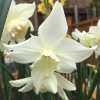 Daffodil 'Thalia' (Narcissus 'Thalia')