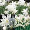 Narcissus 'Thalia' (Daffodil 'Thalia')