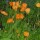 Papaver pilosum subsp. spicatum