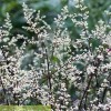 Artemisia lactiflora Guizhou Group (White mugwort Guizhou Group)