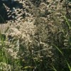 Artemisia lactiflora 'Guizhou' (White mugwort 'Guizhou')
