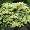 Rhododendron 'Shamrock' (Rhododendron 'Shamrock')