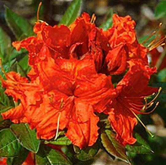 Rhododendron 'Gibraltar'