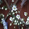 Clematis 'Avalanche' (Clematis 'Avalanche')