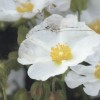Cistus x corbariensis (White rockrose)