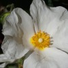 Cistus x corbariensis (White rockrose)