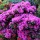 Rhododendron (Aronense Group) 'Fumiko'