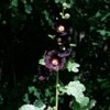 Hollyhock (Alcea rosea)