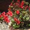 Rhododendron 'Johanna' (Azalea 'Johanna')