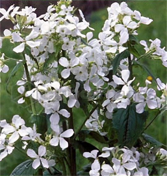 Lunaria annua var albiflora