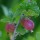 Ribes uva-crispa 'Hinnomaki Red'