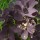 Cotinus coggygria 'Velvet Cloak'