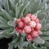 Helichrysum 'Ruby Cluster'  (Straw flower 'Ruby Cluster' )