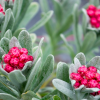 Helichrysum 'Ruby Cluster'  (Straw flower 'Ruby Cluster' )